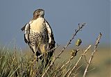 Red-tailed Hawkborder=