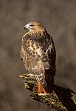 Red-tailed Hawkborder=