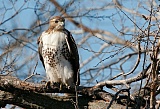 Red-tailed Hawkborder=