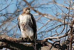 Red-tailed Hawk