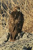 Red-tailed Hawkborder=