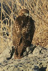 Red-tailed Hawk