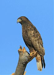 Red-tailed Hawk