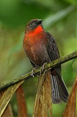 Red-throated Ant-Tanager