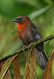 Red-throated Ant-Tanager