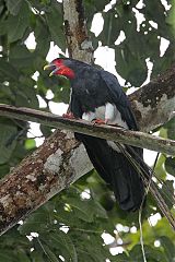 Red-throated Caracara