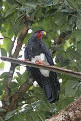 Red-throated Caracara