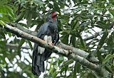 Red-throated Caracara