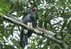 Red-throated Caracara