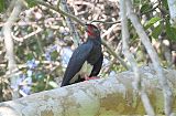 Red-throated Caracara