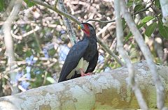 Red-throated Caracara