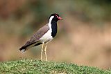 Red-wattled Lapwingborder=