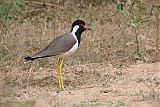 Red-wattled Lapwingborder=