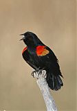 Red-winged Blackbirdborder=