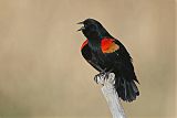 Red-winged Blackbird