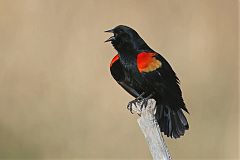 Red-winged Blackbird