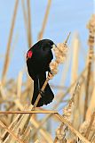Red-winged Blackbirdborder=