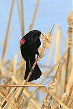 Red-winged Blackbirdborder=