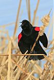 Red-winged Blackbirdborder=