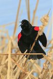 Red-winged Blackbird