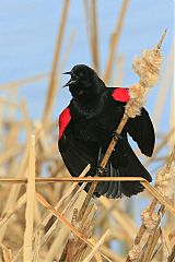 Red-winged Blackbird