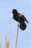 Red-winged Blackbirdborder=