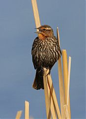 Red-winged Blackbird