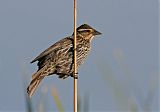 Red-winged Blackbirdborder=