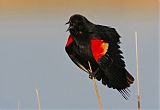 Red-winged Blackbirdborder=