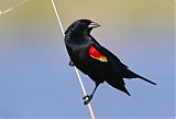 Red-winged Blackbirdborder=