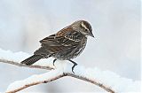 Red-winged Blackbirdborder=