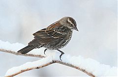 Red-winged Blackbird