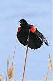 Red-winged Blackbirdborder=