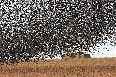 Red-winged Blackbird