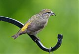 Red Crossbill