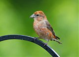 Red Crossbill