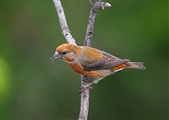 Red Crossbill