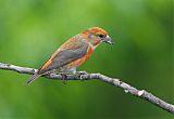 Red Crossbill