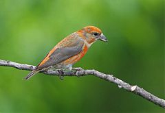 Red Crossbill