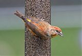 Red Crossbill