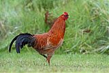 Red Junglefowl