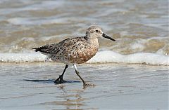 Red Knot