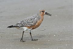 Red Knot