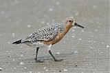 Red Knot