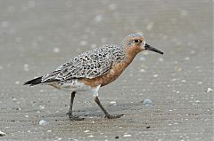 Red Knot