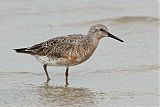 Red Knot