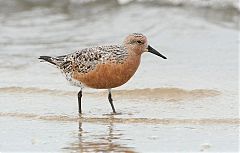 Red Knot