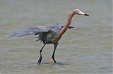 Reddish Egretborder=