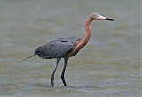 Reddish Egretborder=