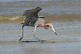 Reddish Egretborder=